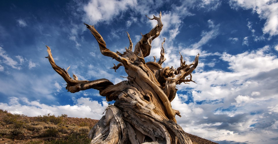 Scientists Still Can't Decide How to Define a Tree - The Atlantic