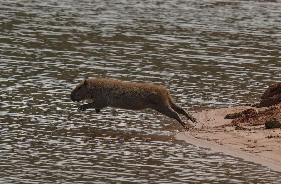 A capybara jumps into a reservoir.