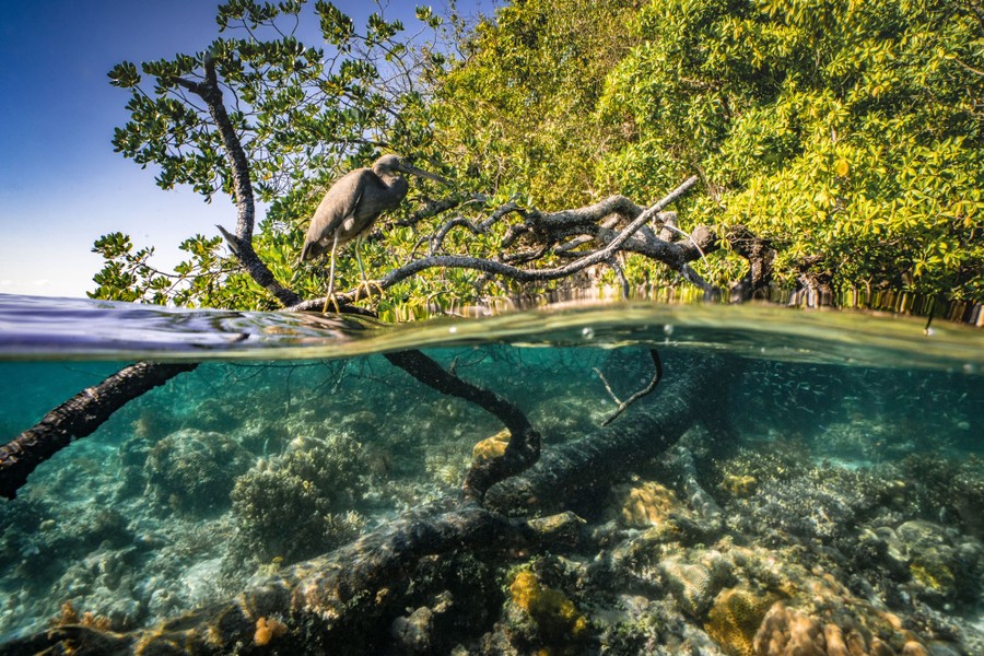 An underwater split shot of a heron perched above the water