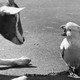 A goat and a cockatiel conversing with each other
