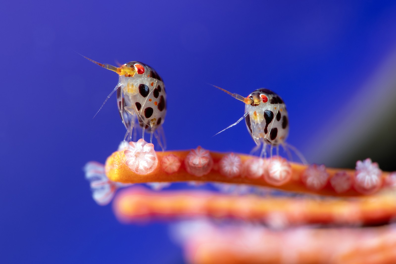 Two small crustaceans, looking a little bit like ladybugs, perched on a piece of coral