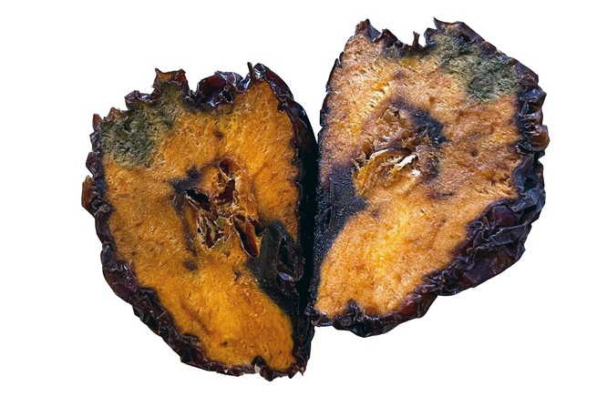 A dried and somewhat decayed apple, cut in half to expose the flesh