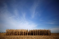 Rows of corn wait to be harvested in a field in Minooka, Illinois.