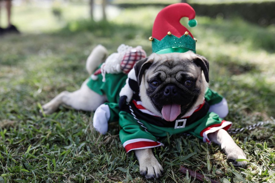A dog wearing a Christmas costume rests on grass.