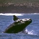 A southern right whale breaches the surface.