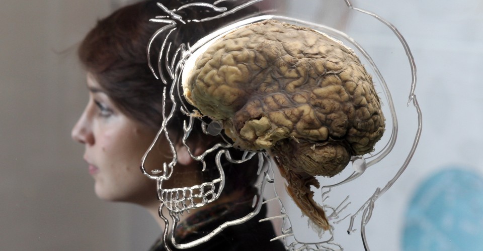Why Is the Human Brain So Big? - The Atlantic
