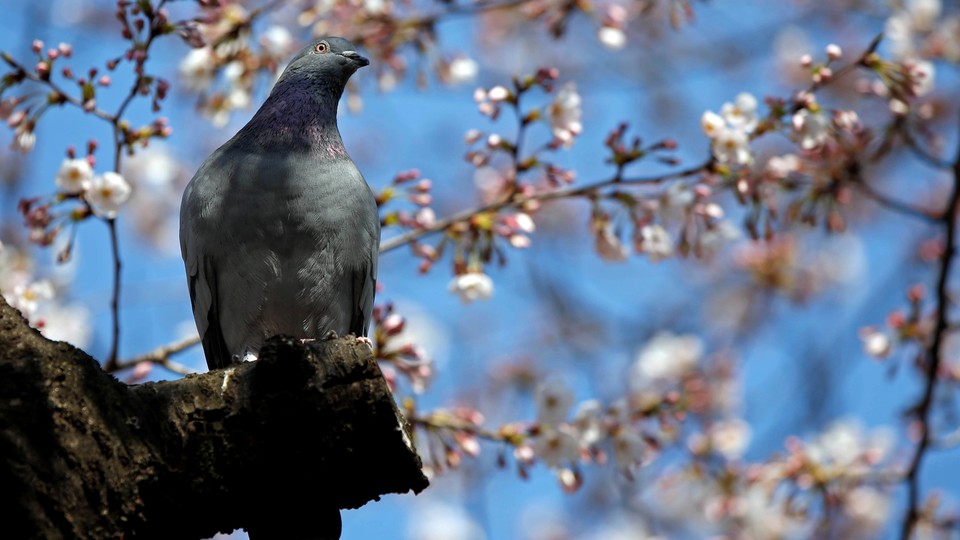 A bird perches among blooming cherry blossoms.