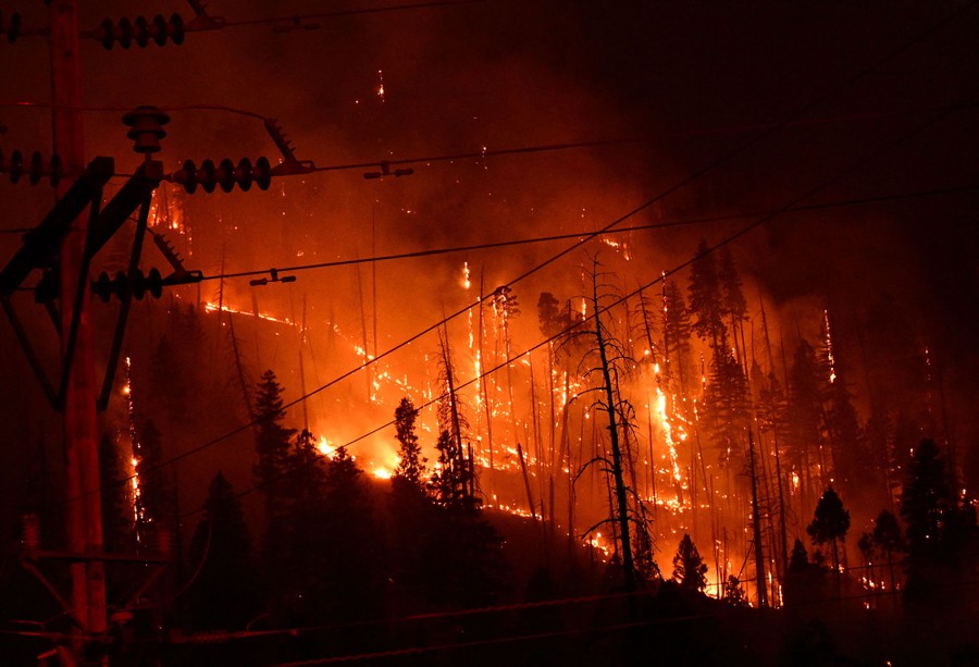 A forest is seen burning at night.