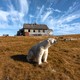 A polar bear sits on grassy ground in front of an abandoned house-sized research station.