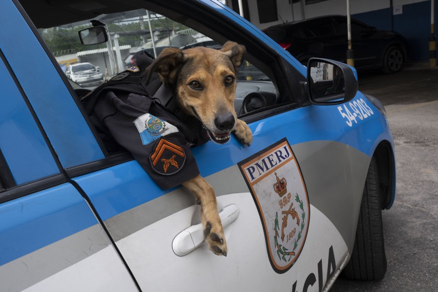 A dog wearing a policeman's uniform leans out the window of a police car.