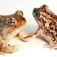 A male Mexican spadefoot toad and a female plains spadefoot toad