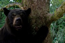 A coked-up bear staring at the camera intensely in "Cocaine Bear"