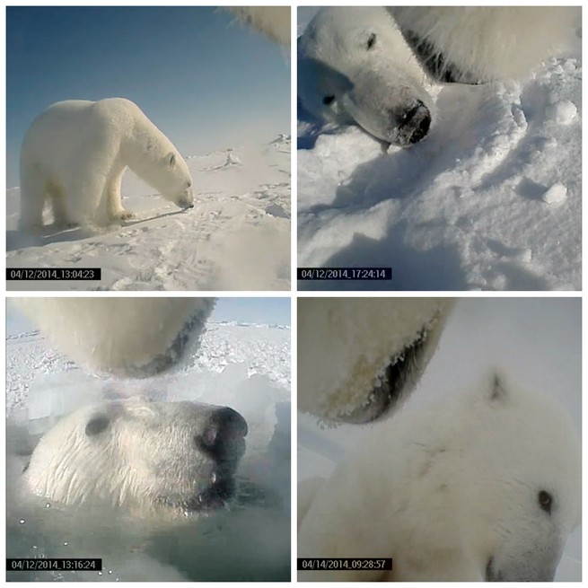 Cameras offer rare glimpse into lives of polar bears as they grapple with  less sea ice