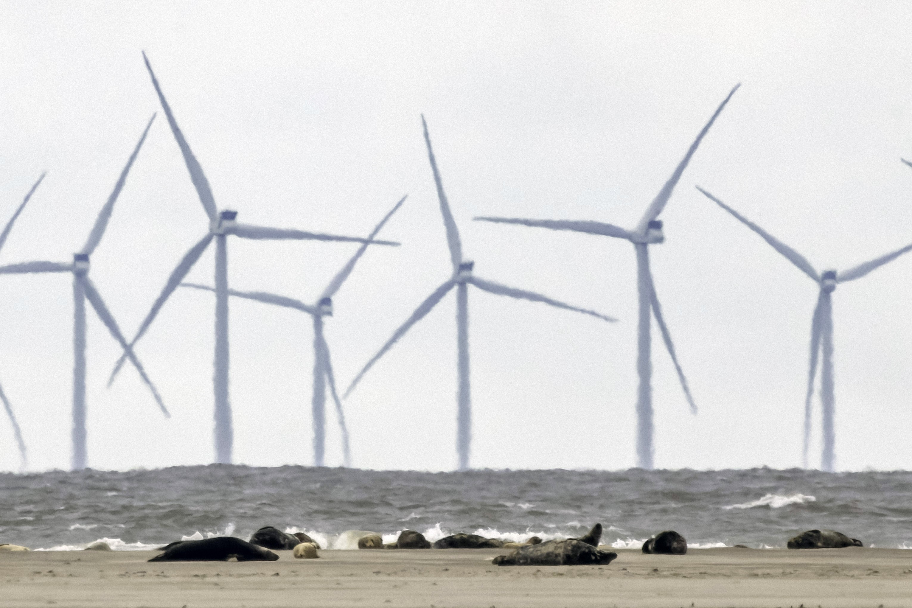 A group of seals lays on a beach, with a cluster of wind turbines visible in the distance.