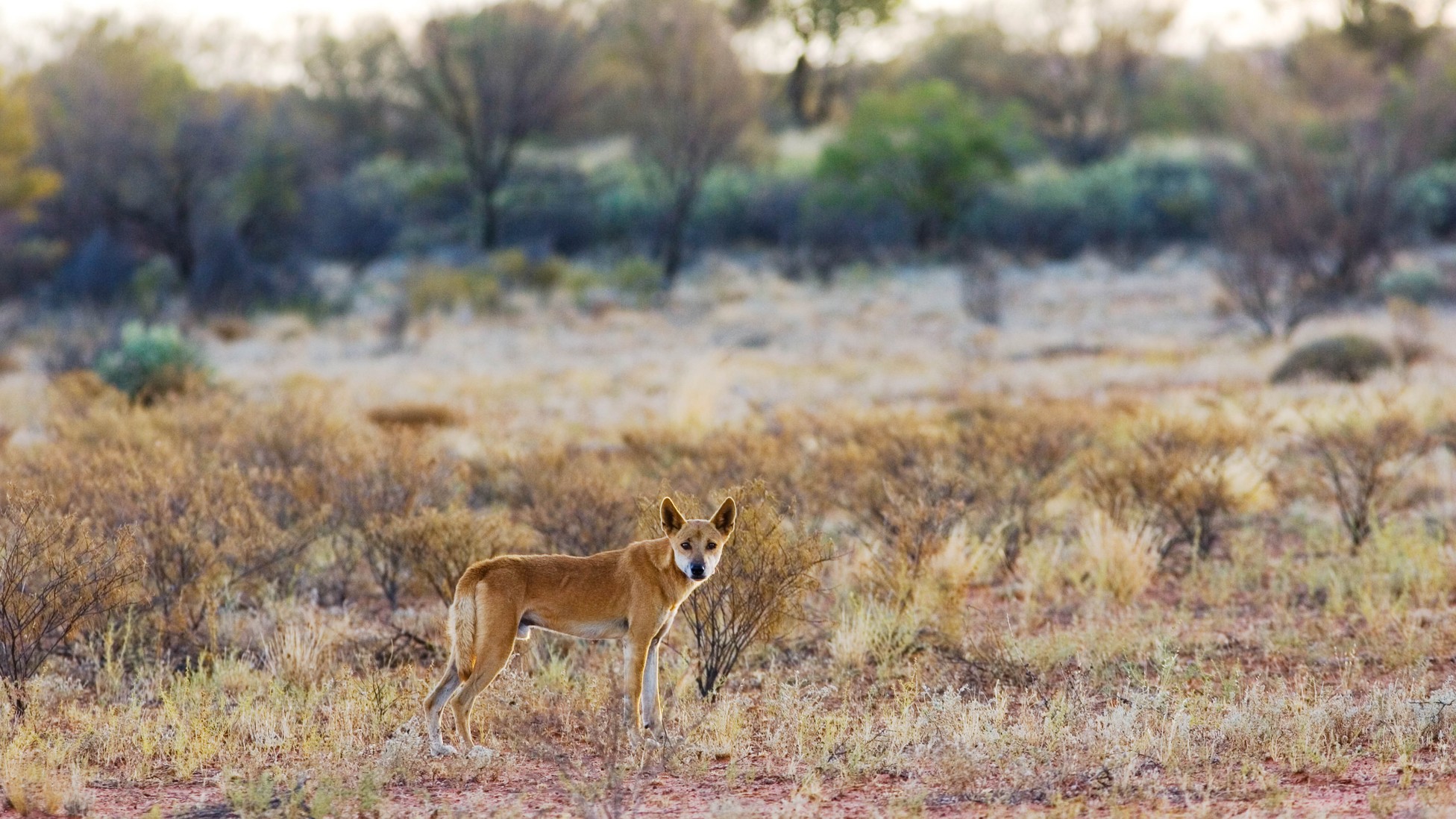 How Dingoes Changed the Australian Desert Biology Diagrams