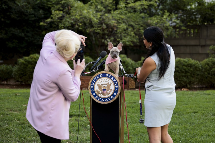 Two people take photos of a small dog standing on a podium.