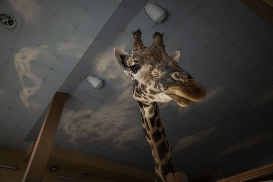 Një gjirafë qëndron në një rrethim të brendshëm në një kopsht zoologjik.