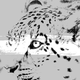 An illustration of a snow leopard