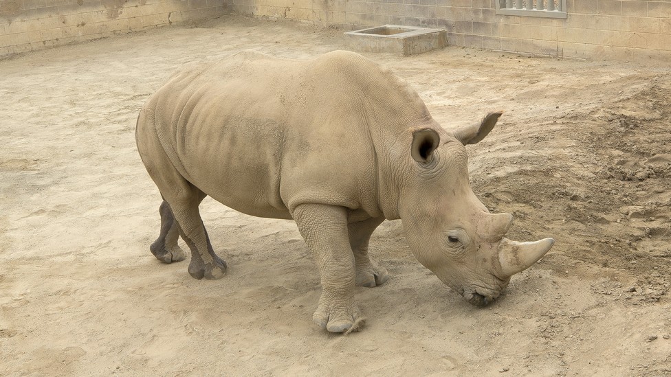 Victoria the rhino