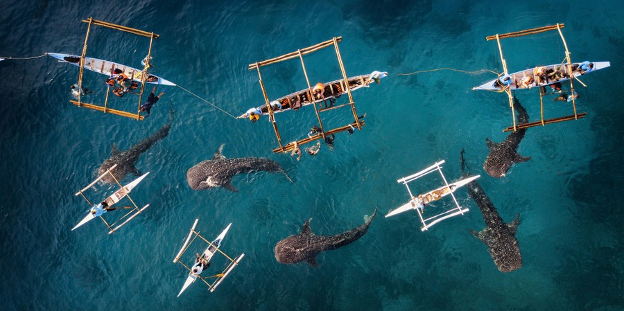 An aerial view of people swimming and paddling small outriggers among five whale sharks
