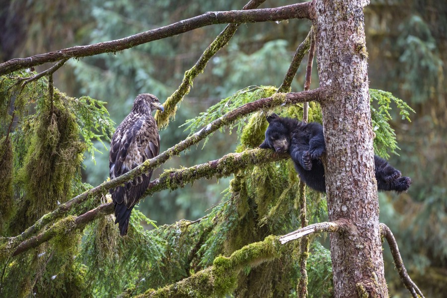 A black bear cub sleeps in the branches of a tall tree, with a juvenile bald eagle perched close to it.