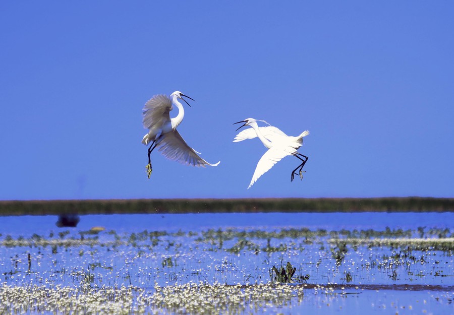 Two birds leap toward each other above a marsh.