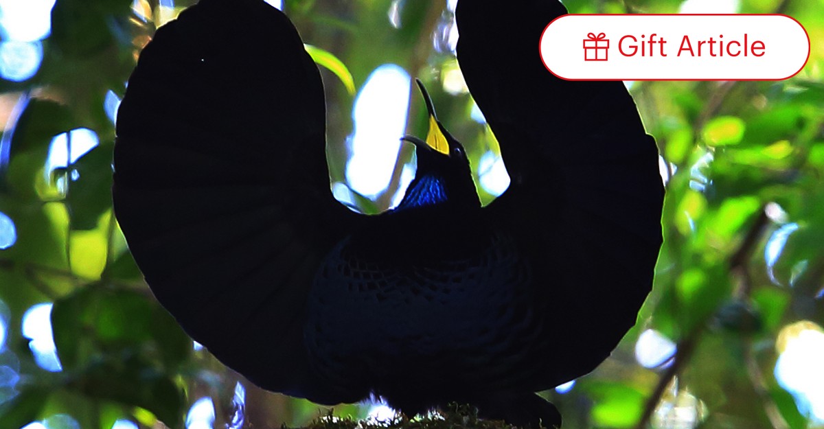 How Birds-of-Paradise Produce Super-Black Feathers - The Atlantic