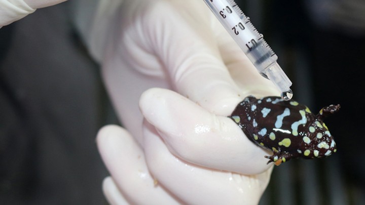 A northern corroboree frog is squirted with hormone.