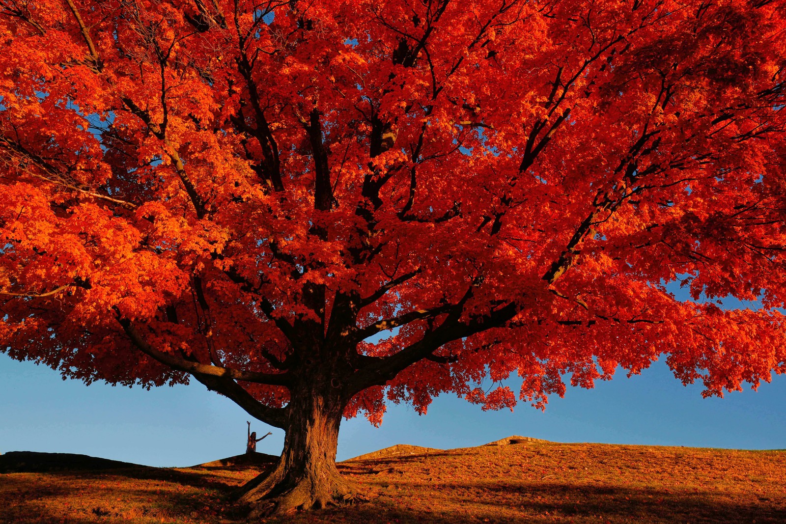 A person poses for a photo in front of a large maple tree displaying bright fall colors.