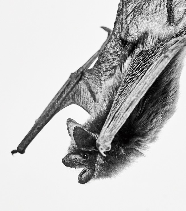black and white photo of bat upside down with mouth open