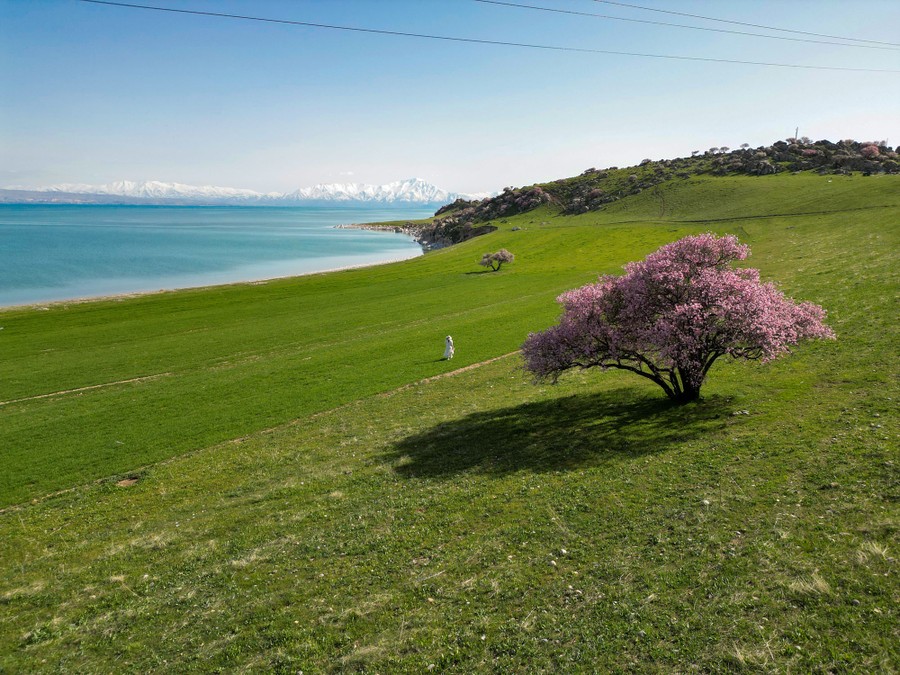 A broad and grassy field with a few blooming trees.