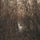 A white deer walking through a row of trees with bare branches looks over its shoulder