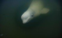 An underwater view of a beluga whale looking toward the camera