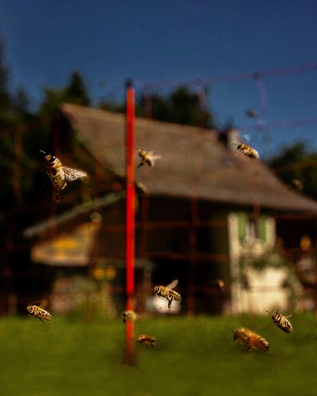 Bees fly around a red pole, with a house and a blue sky out of focus in the background.