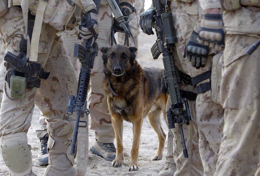 what breed of dog is justice in a veterans christmas