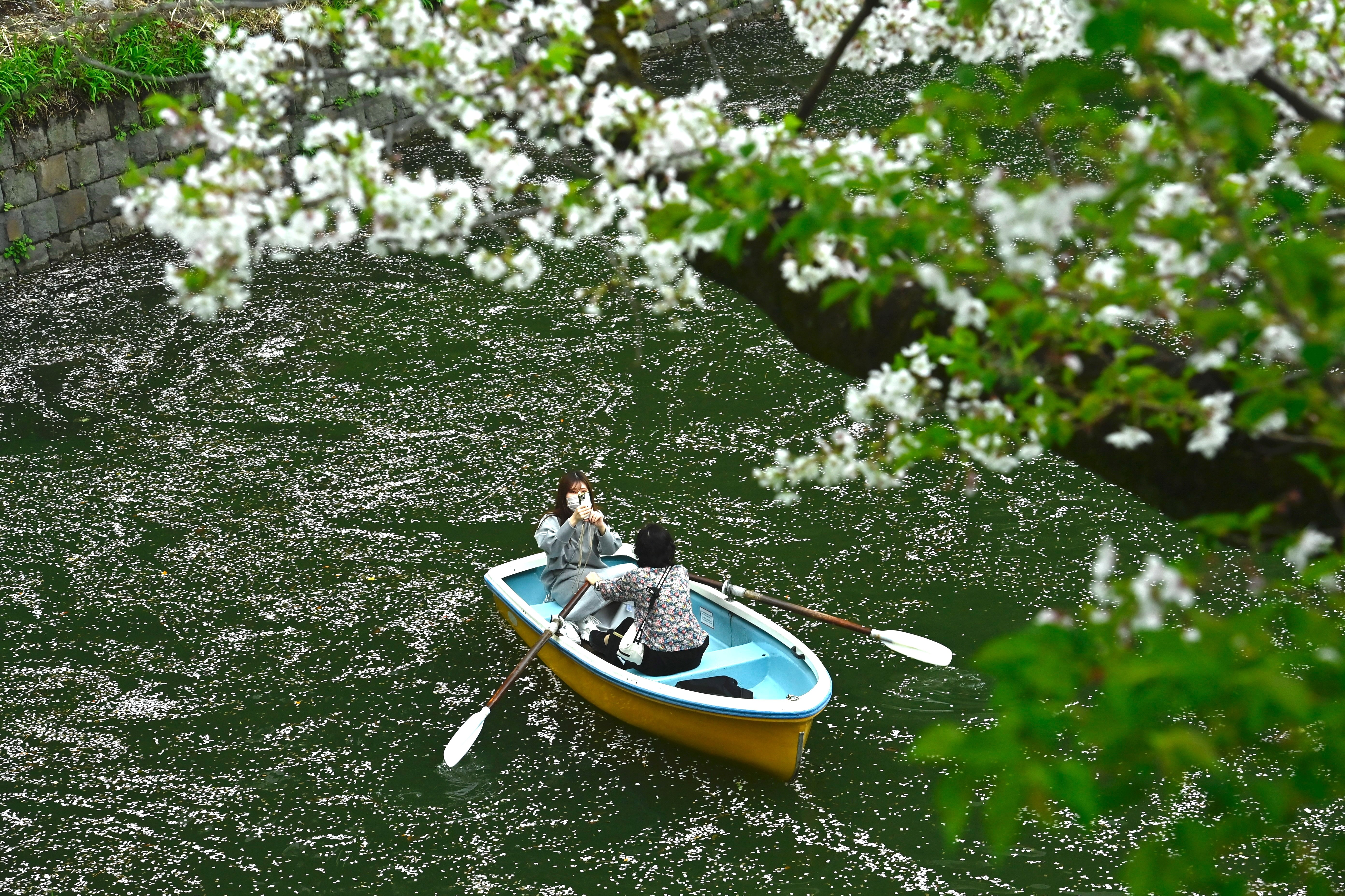 Two people row in a small boat in a moat beneath blooming trees, with many petals floating on the water.