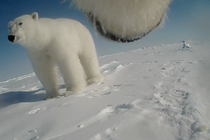 A GoPro photograph of one polar bear standing on snow and the underside of another polar bear's snout