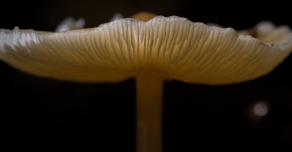 Psilocybin Magic Mushrooms Can Help People Quit Smoking The Atlantic