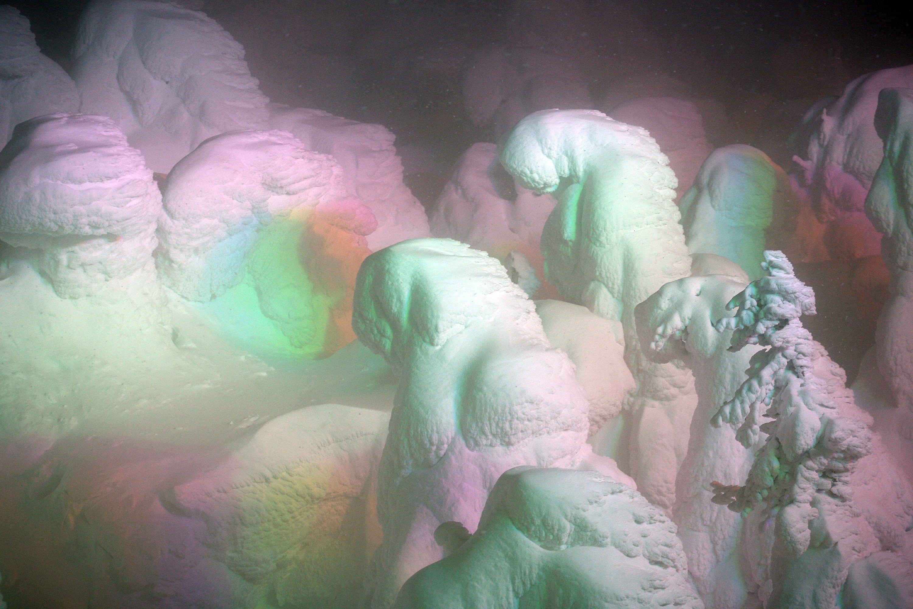 Small trees, completely covered in thick snow and ice