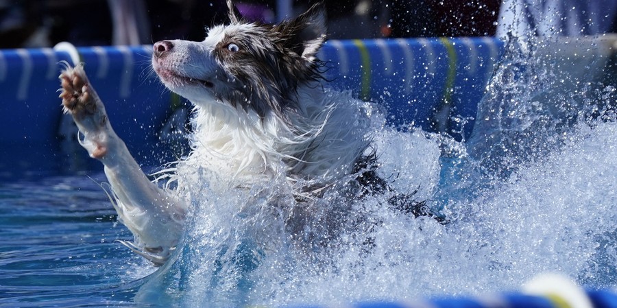 A dog makes a big splash in a pool after jumping in.