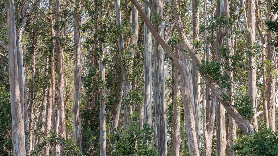 The Bay Area's Great Eucalyptus Debate - The Atlantic