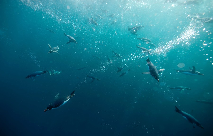 A group of penguins dart past one another underwater.
