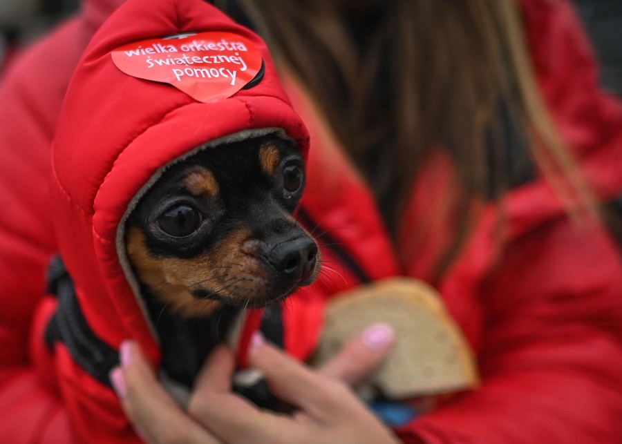 A person holds a small dog wearing a hood during a charity event.