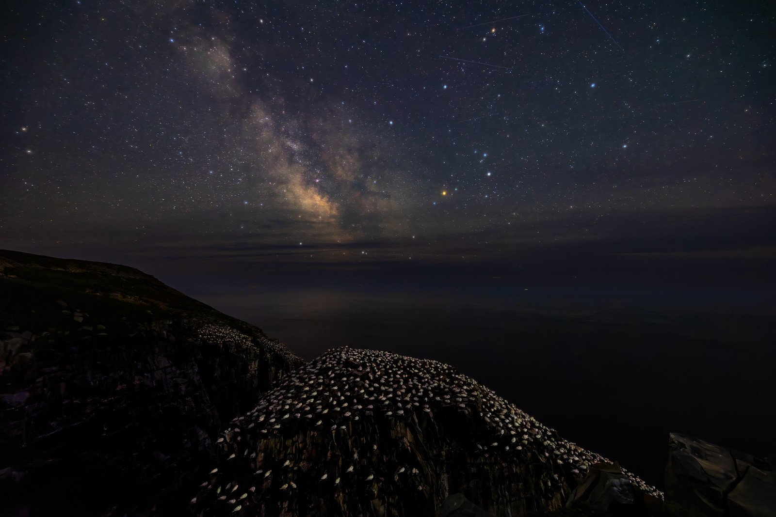 Many birds nest in a hilltop colony, seen under a starry night sky.