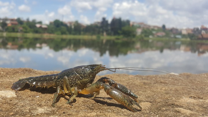 A marbled crayfish posed by a lake