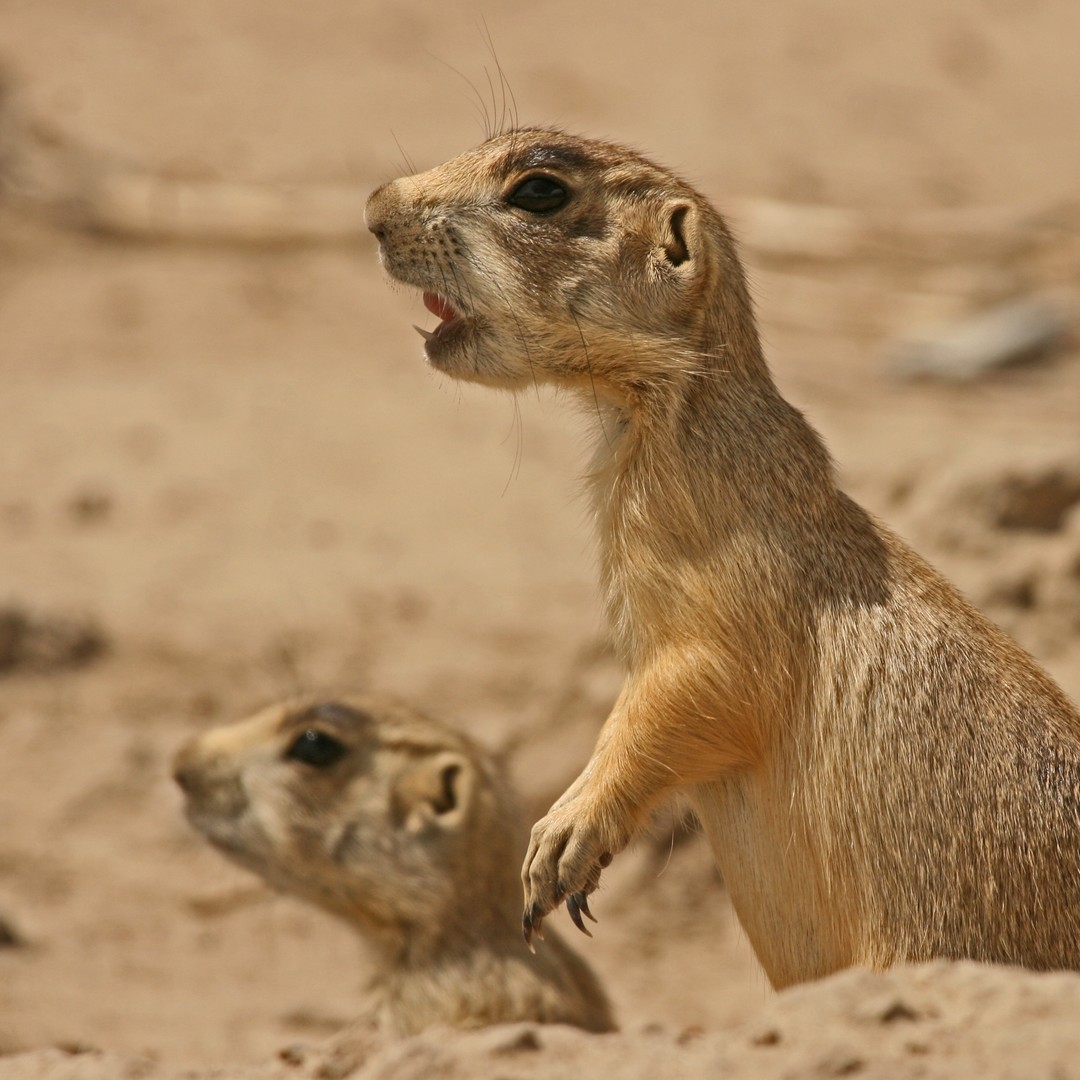 Adorable Prairie Dogs Brutally Kill Baby Ground Squirrels - The Atlantic