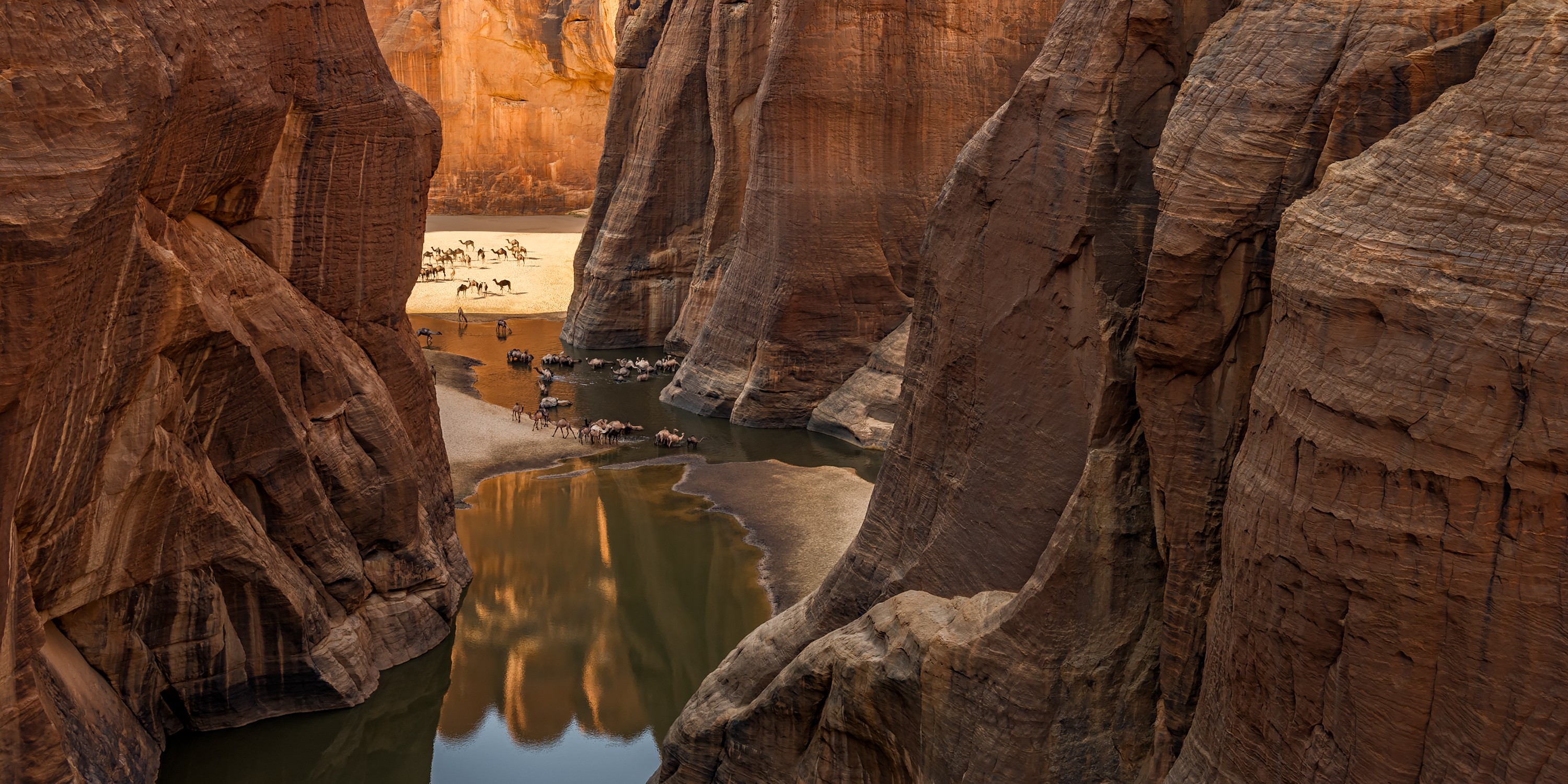 A view down a steep and narrow desert valley of a herd of camels drinking from a watering hole