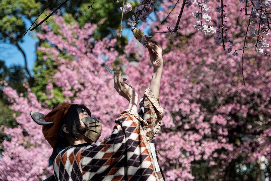 Cherry Blossom Trees Ashitaka Athletic Park Stock Photo 641545090