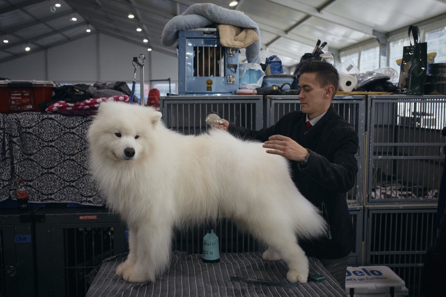 A handler grooms a fluffy white dog.