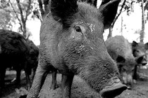 A black-and-white photo of a feral hog.